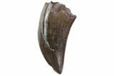 Serrated, Tyrannosaur (Nanotyrannus) Tooth - Montana #74142-1